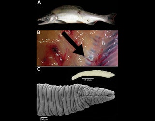 salmonfigure_1484345712410-402970.jpg