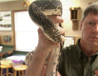 snake3.jpeg_1464621954202.png
