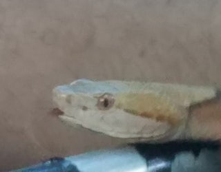 snake3_1527734552957.jpg