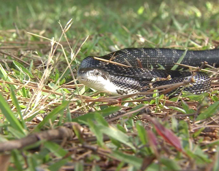 snake4.jpeg_1464621954736.png