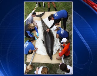 stranded dolphin 1_1442867081704-401385.jpg