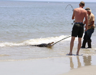 tybee_1466195279386.png
