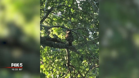 Hungry hawk eyeing pets in East Atlanta, residents say