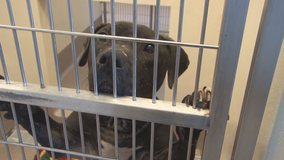 Georgia lawmakers seek to toughen penalties for dogfighting