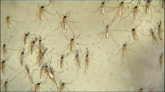 West Nile virus detected in Atlanta mosquitoes: Health officials take action