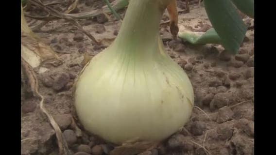 Farmer: Vidalia onions could be smaller, a bit pricier