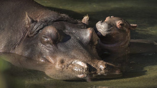 Disney celebrates first Nile hippo birth in 13 years