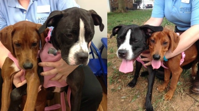 Famous 'Hugging Dogs' to be grand marshals in Sandy Springs Festival parade