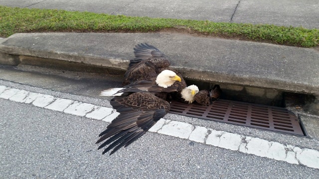 Authorities rescue injured eagle trapped in storm drain