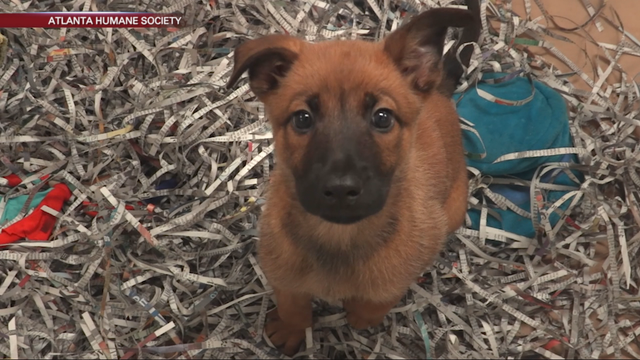 Video: litter of puppies rescued from blazing hot car