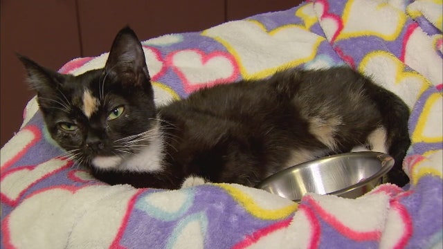 Fontana man arrested for badly abusing kitten, police say