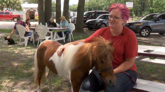 Service horse turning heads in one Florida town