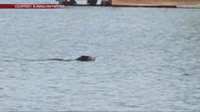 Bear sighting in Alpharetta has residents on alert