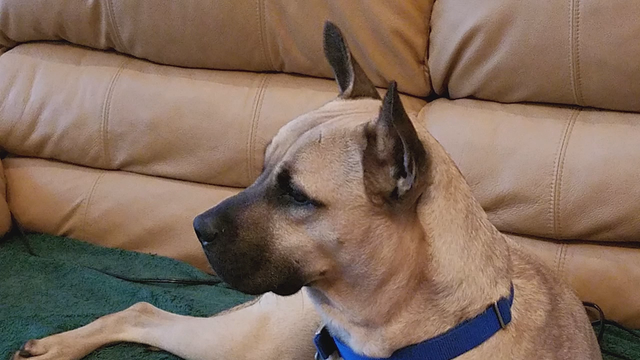 Home broken into, dog shot and killed