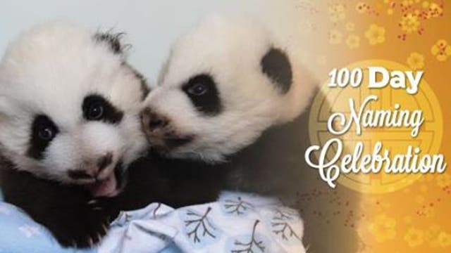 Zoo Atlanta Panda twins' names revealed at 100 day naming celebration