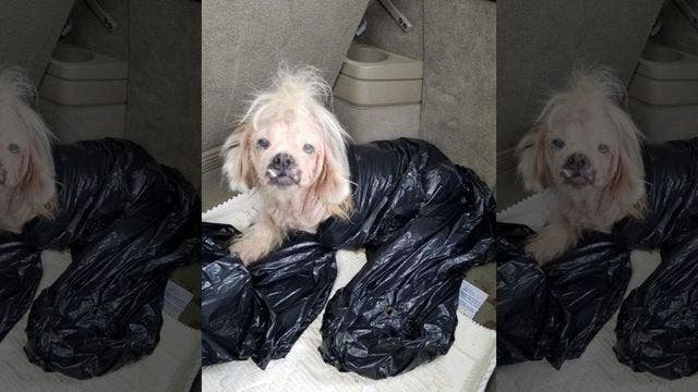 Pup ‘crawling with infection' found in trash bag, animal control says