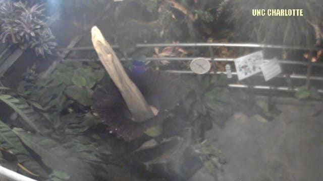 Corpse Flower "Rotney the Magnifiscent" at UNC Charlotte has bloomed