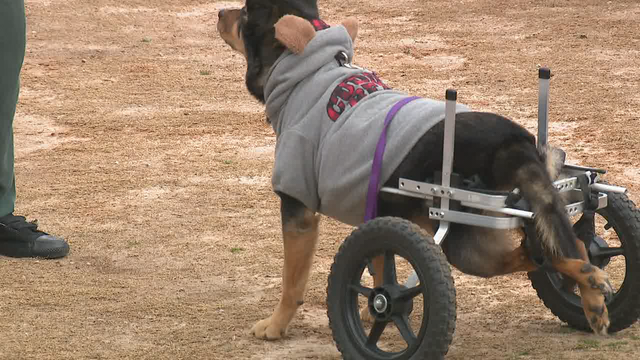 Operation Second Chance reaches 500th dog adoption