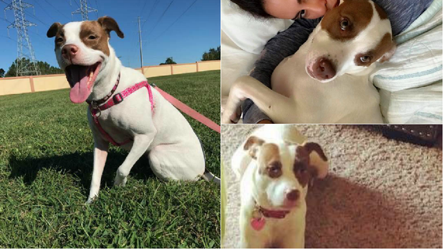 Faith, a Florida evacuee's dog, is missing in Fayetteville