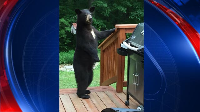 Md. family witnesses bear standing on its hind legs during visits at their home