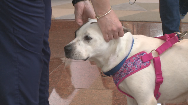 Free dog adoptions for National Pet Appreciation Week