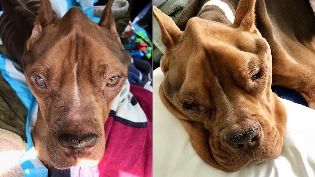 Emaciated dog found in Chester park passes away