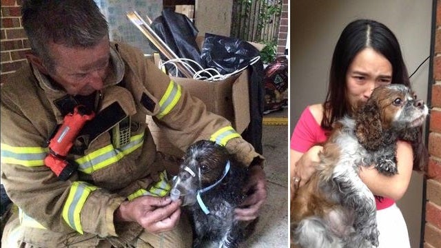 Lucky Dog Saved From Fire