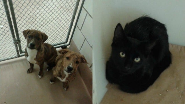 20 Rockdale County pets need forever, temporary homes