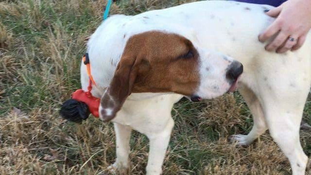 Who Left Five Dogs on the Side of the Road in Gilmer County?