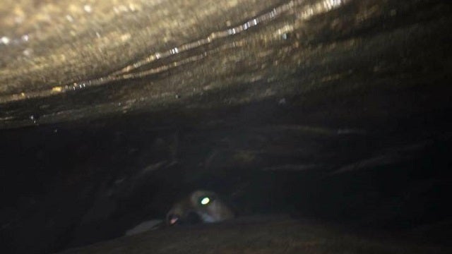 Viral post: Dog stuck in rocks in Ellijay