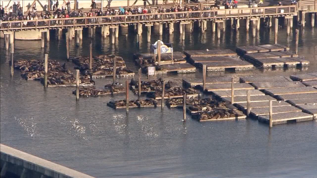 Sea lion bites female swimmer in Aquatic Park, 3rd sea lion attack in past month