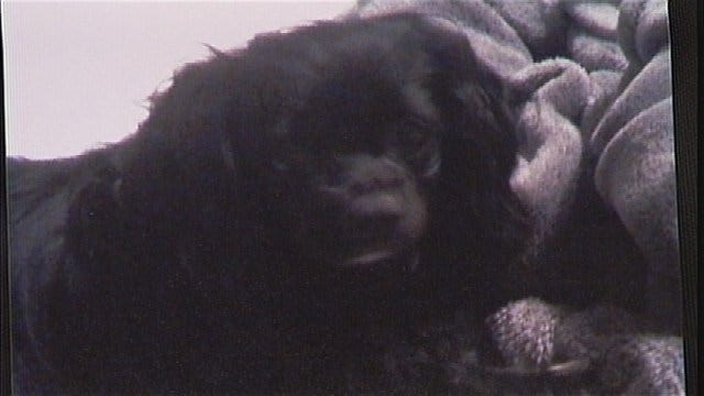 11-year-old gets probation in dog beating death