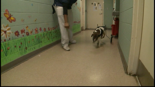 Paralyzed Dog Gets New Wheelchair