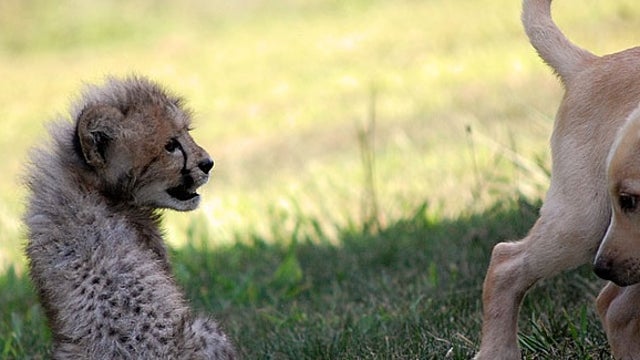 Cheetah Cub and Puppy Become Best Friends