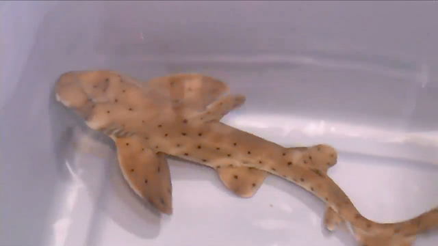 Stolen shark doing well after being returned to San Antonio Aquarium