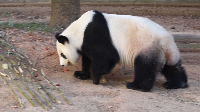 Zoo Atlanta Animals That Love the Cold!