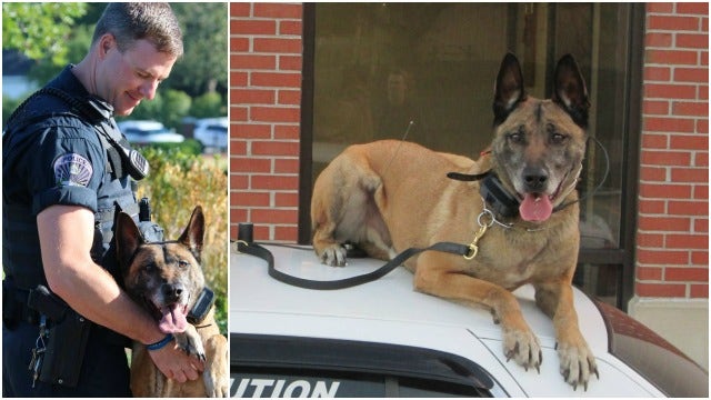 Beloved LaGrange Police K-9 retiring after cancer diagnosis