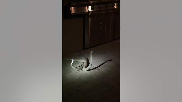 WATCH: Rattlesnakes fight for dominance on patio