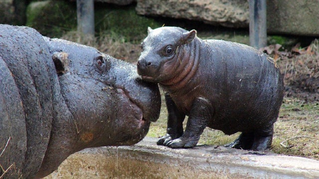 Montgomery Zoo debuts new pygmy hippopotamus calf
