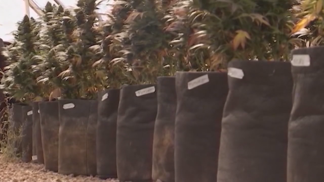 Many fear legalization of medical marijuana cultivation bill