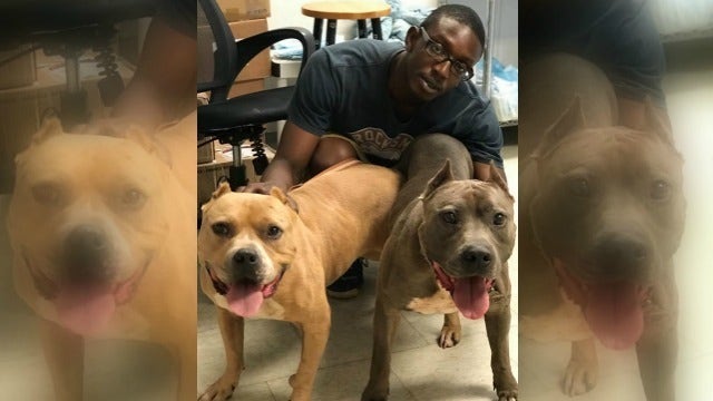 Dogs need new family after owner becomes homeless