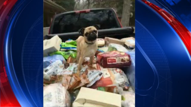 Rescue Ranch provides safe haven for dogs