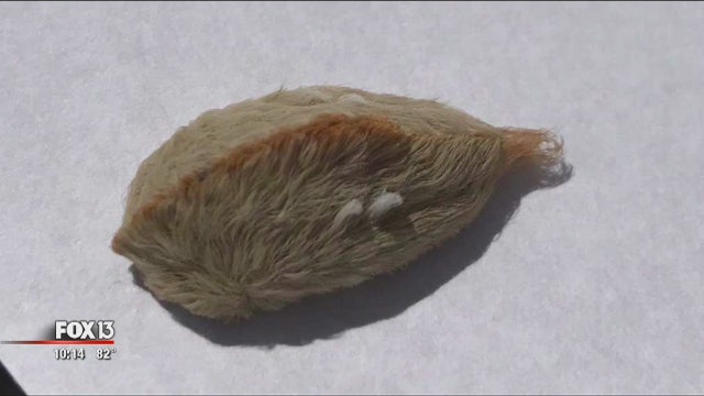 Painful sting of puss caterpillars returns to Florida