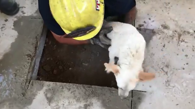 Perris firefighters rescue dog who got stuck under concrete patio