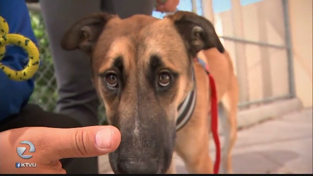 Dog's leg amputated after being shot