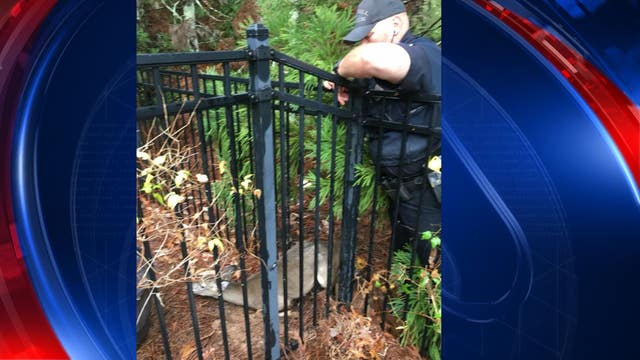 Roswell Police help free a deer stuck in a fence