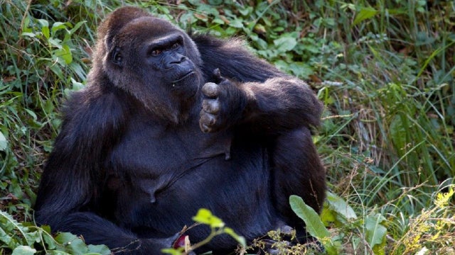 Oldest gorilla at Zoo Atlanta passes away