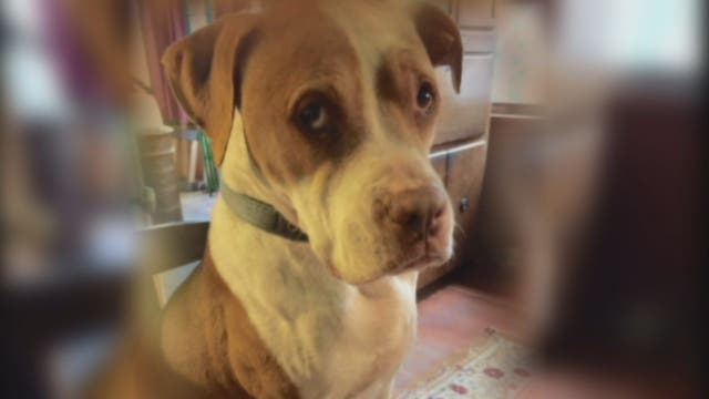 California Senate approves bill to allow vets to push pot for pets