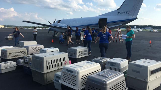 Volunteers rush to transport shelter animals threatened by Barry out of storm's path