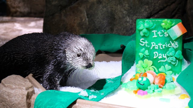 Georgia Aquarium's otters celebrate St. Patrick's Day